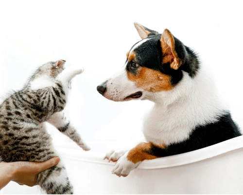 Photo by Foden Nguyen: https://www.pexels.com/photo/photo-of-cat-and-dog-9952105/